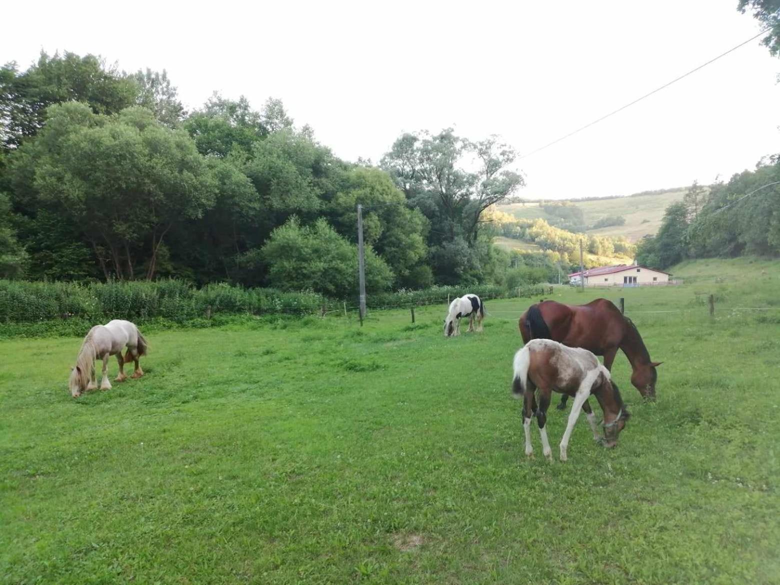 Oddychovy Pobyt Na Rodinnej Farme Matiaska Bagian luar foto