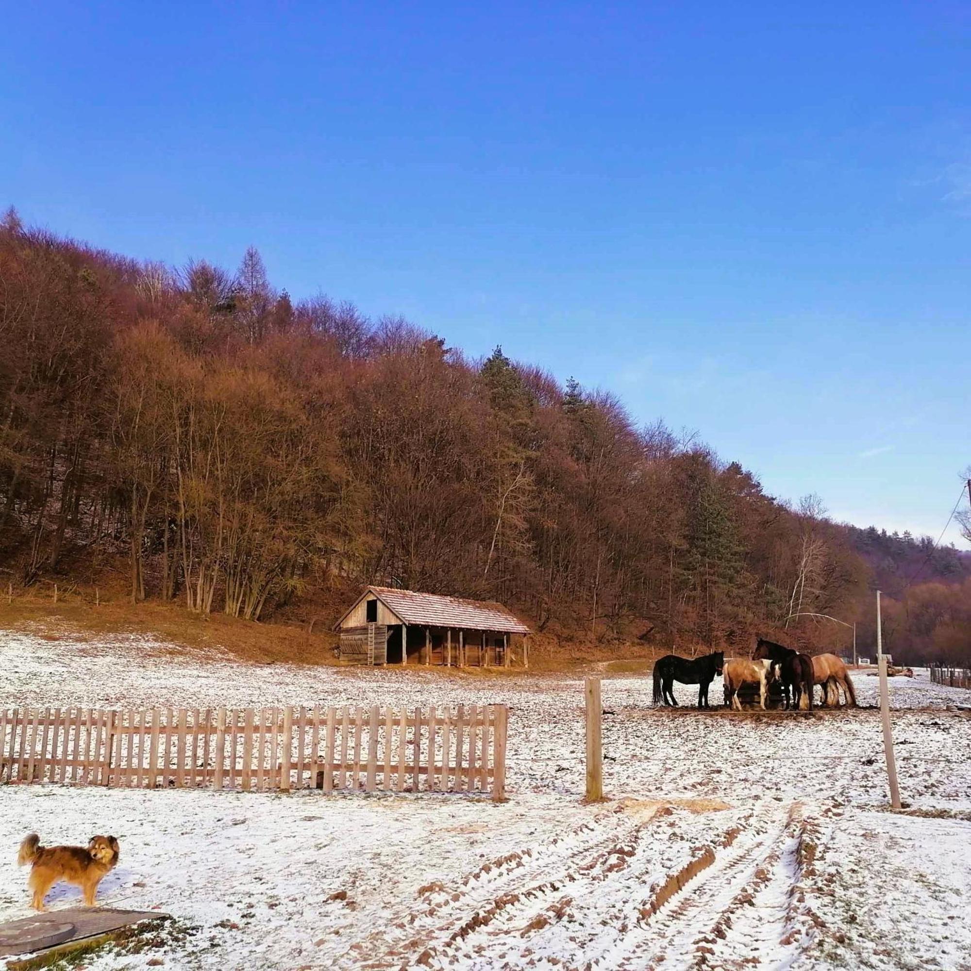 Oddychovy Pobyt Na Rodinnej Farme Matiaska Bagian luar foto